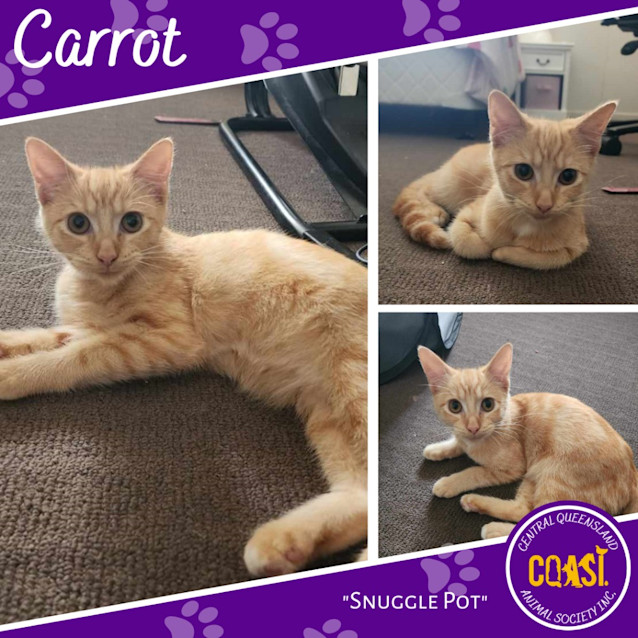 Photo of Carrott