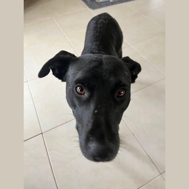 Photo of Ebony 