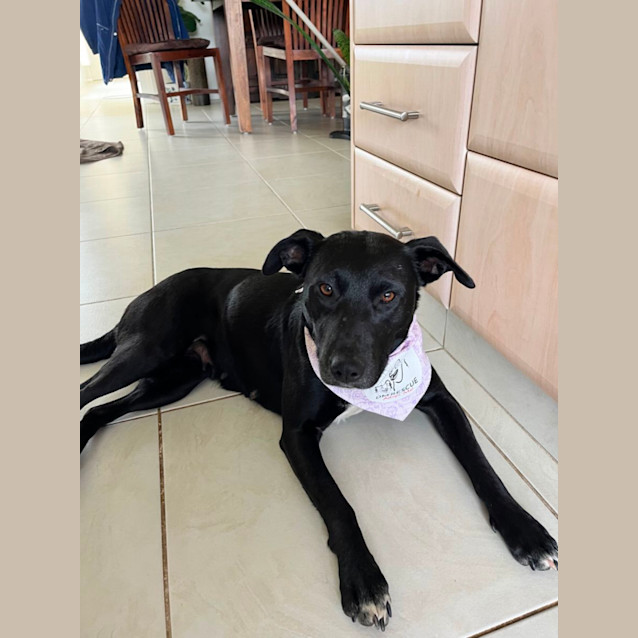 Photo of Ebony 