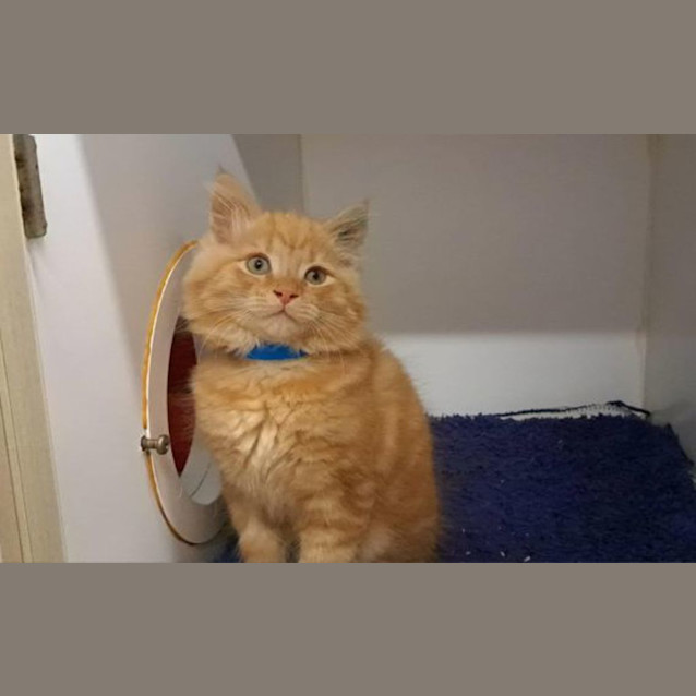Photo of Henry 