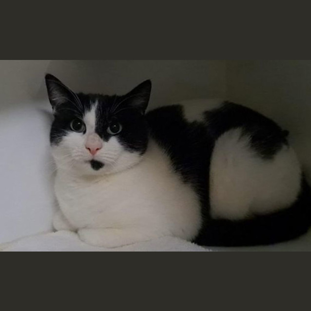 Photo of Boris