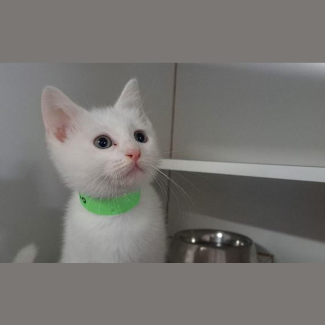 Photo of Snowy 