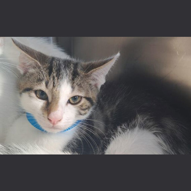 Photo of Rocket
