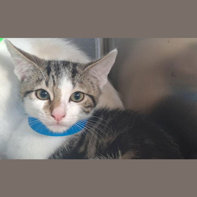 Photo of Rocket
