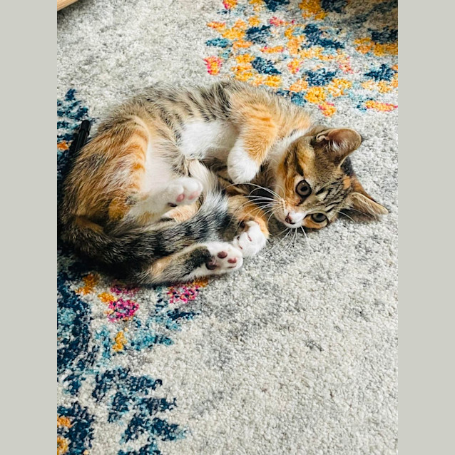 Photo of Bambi & Nala 