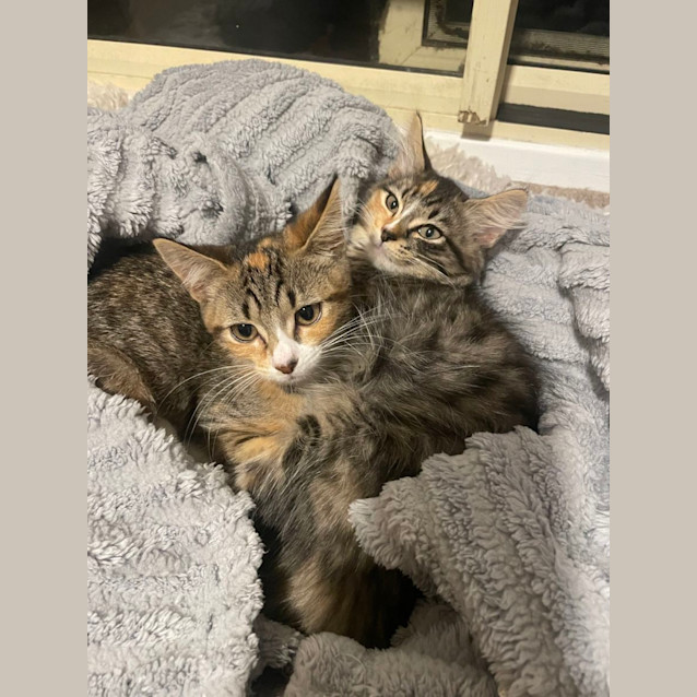 Photo of Bambi & Nala 