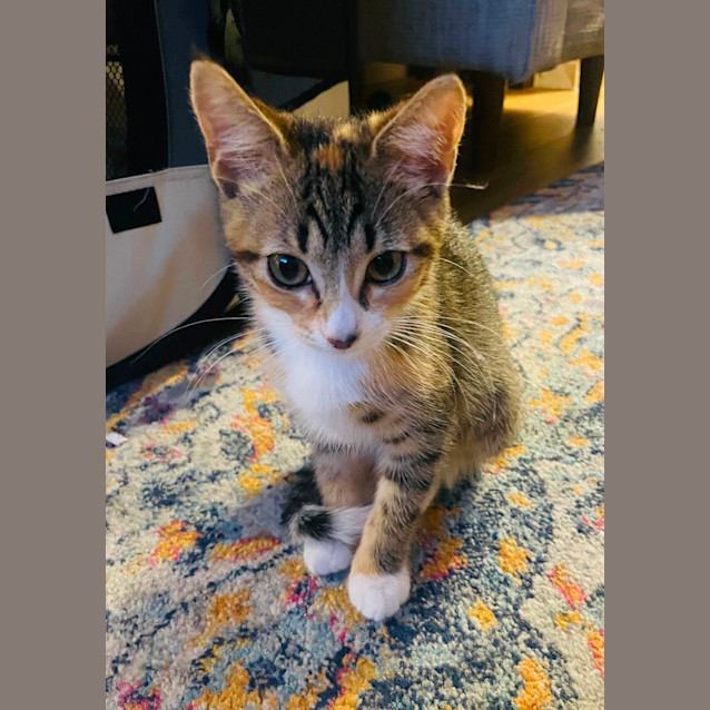 Photo of Bambi & Nala 