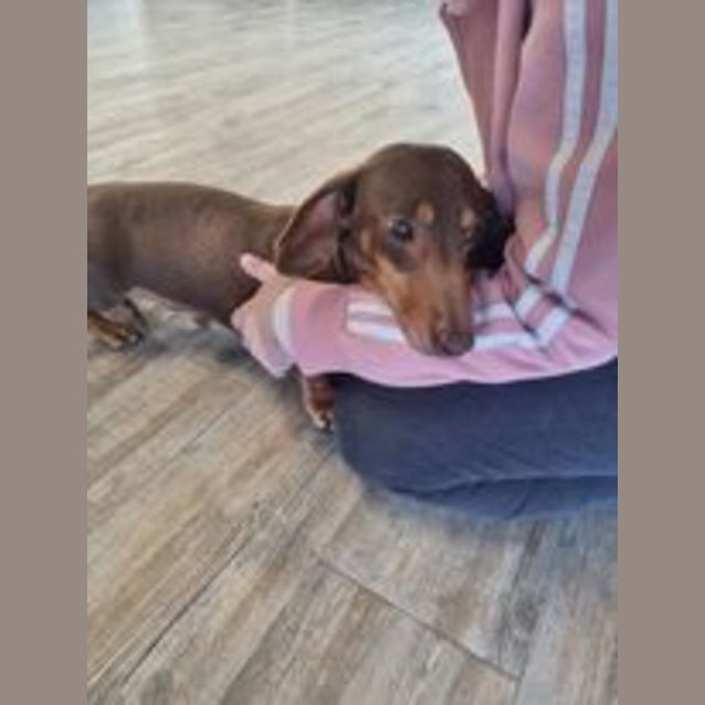 Photo of Bailey