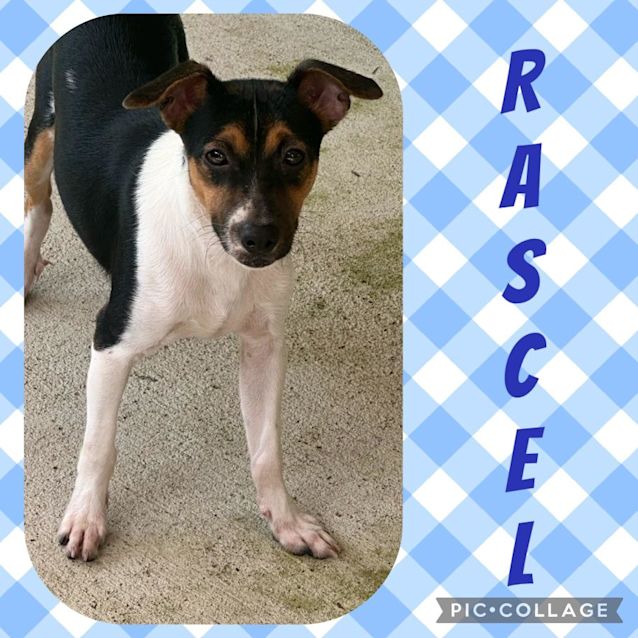Photo of Rascal