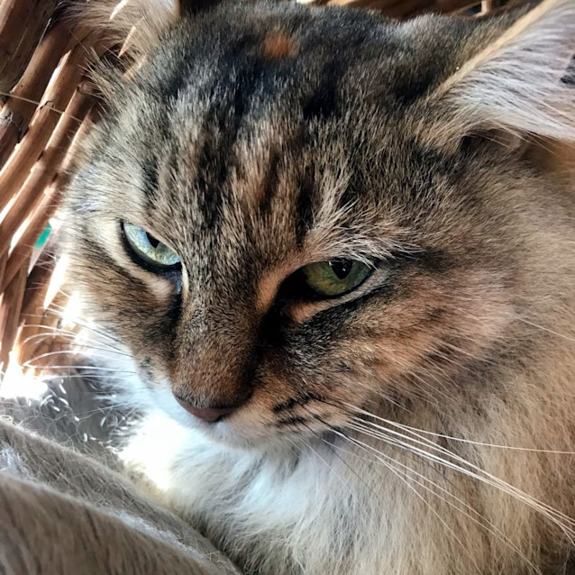 Photo of Venus Sta011527