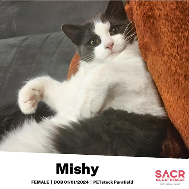 Photo of Mishy