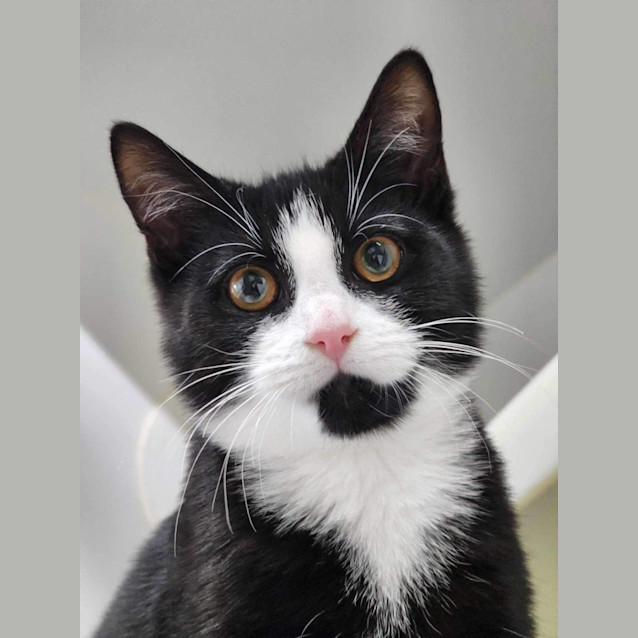 Photo of 🏴‍☠️ Malakai 5115 🏴‍☠️