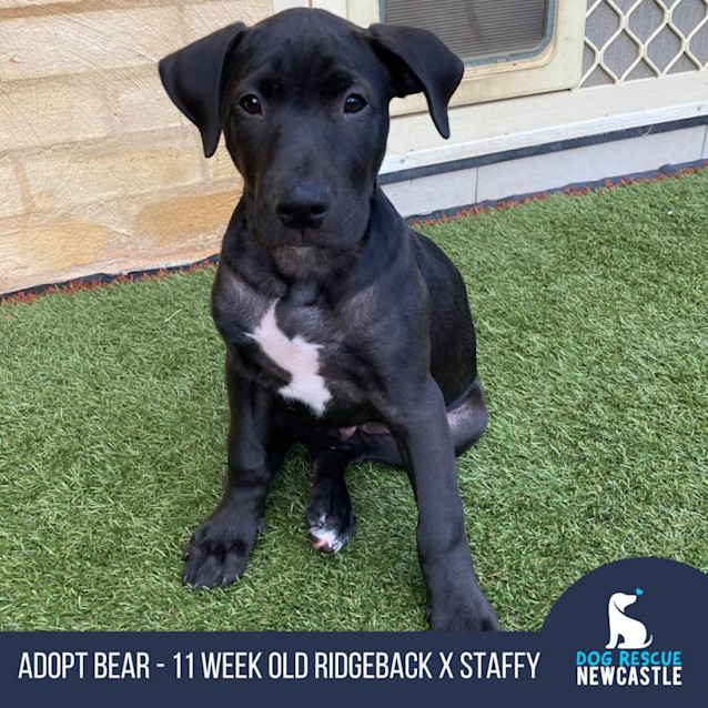Photo of Bear   11 Week Old Ridgeback X Staffy (Trial)