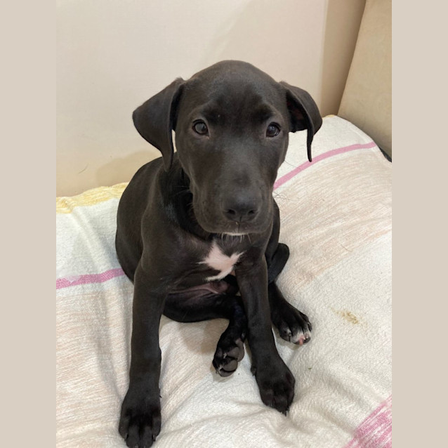 Photo of Bear   11 Week Old Ridgeback X Staffy (Trial)
