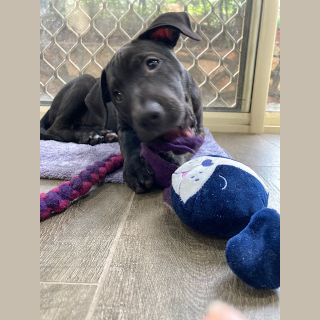 Photo of Bear   11 Week Old Ridgeback X Staffy (Trial)