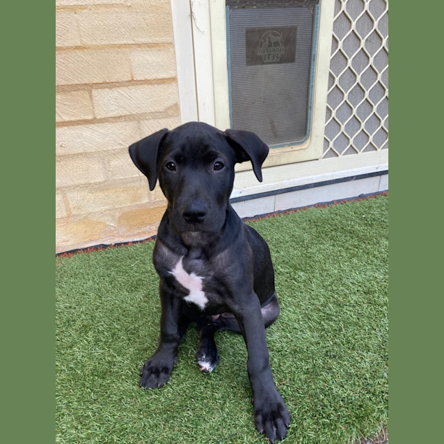 Photo of Bear   11 Week Old Ridgeback X Staffy (Trial)