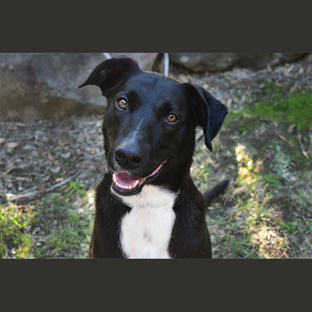Photo of Toby