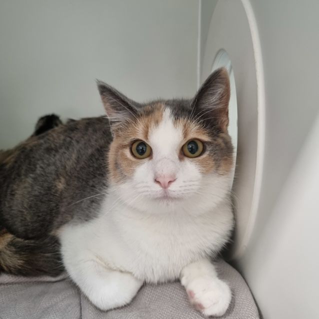 Photo of Violet
