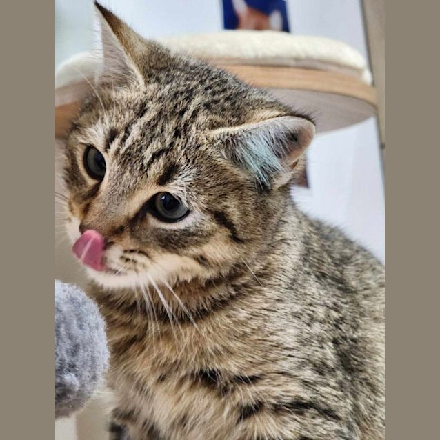 Photo of 🍯 Syrup 5100 🍯