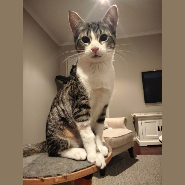 Photo of Gabriella   Located In Eltham North