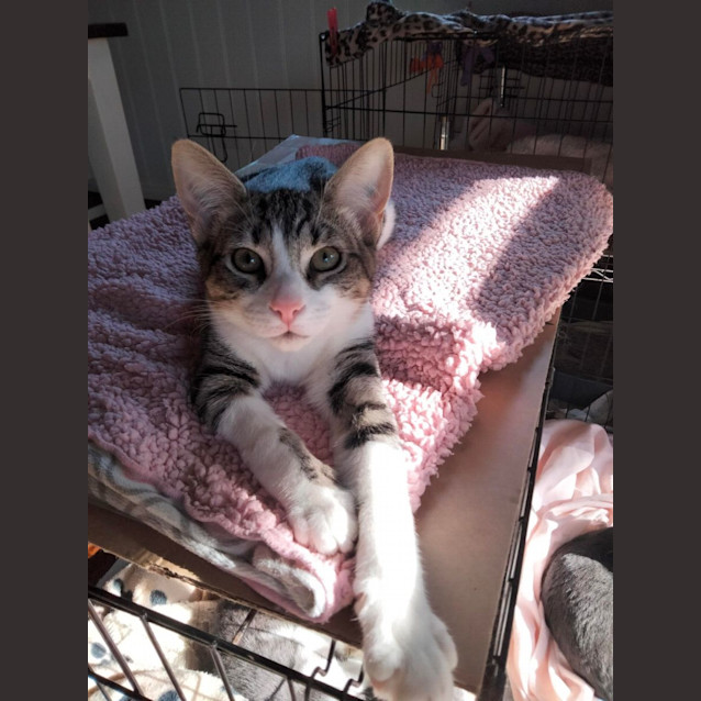 Photo of Gabriella   Located In Eltham North