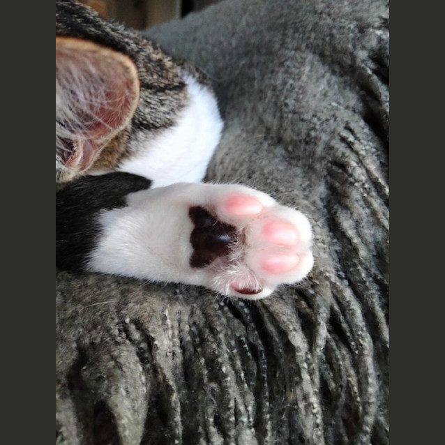 Photo of Gabriella   Located In Eltham North