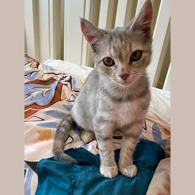 Photo of Pearl