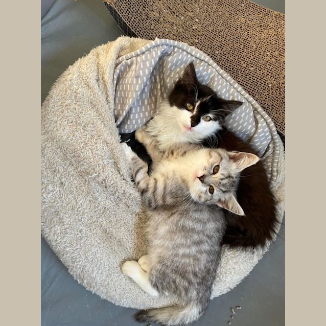 Photo of Gnocchi   Located In Kew