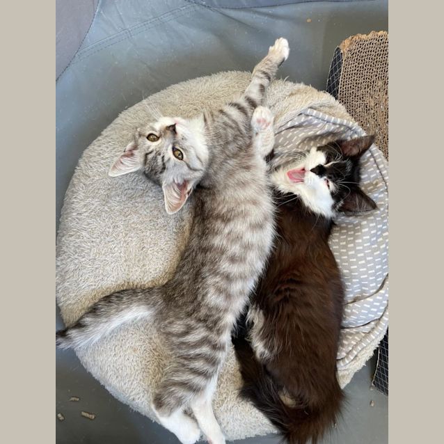 Photo of Gnocchi   Located In Kew