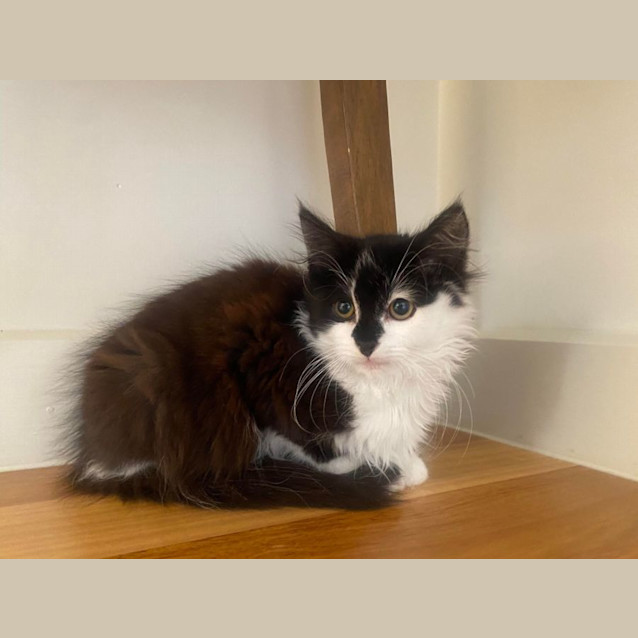 Photo of Gnocchi   Located In Kew