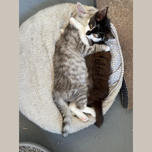 Photo of Pesto   Located In Kew