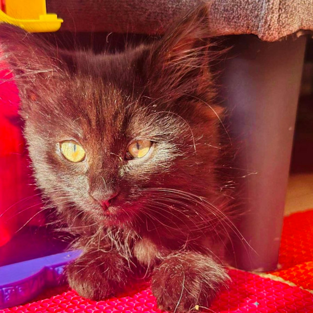 Photo of Billie   Located In Niddrie