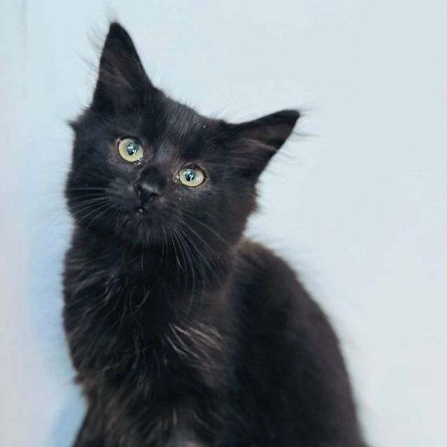 Photo of Billie   Located In Niddrie