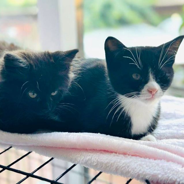 Photo of Billie   Located In Niddrie