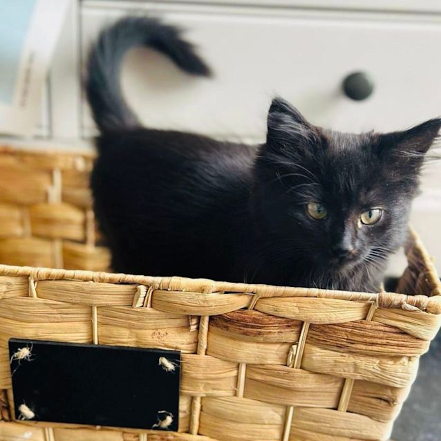 Photo of Billie   Located In Niddrie