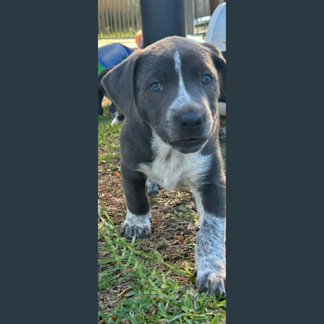 Photo of Aspen (Light Blue)