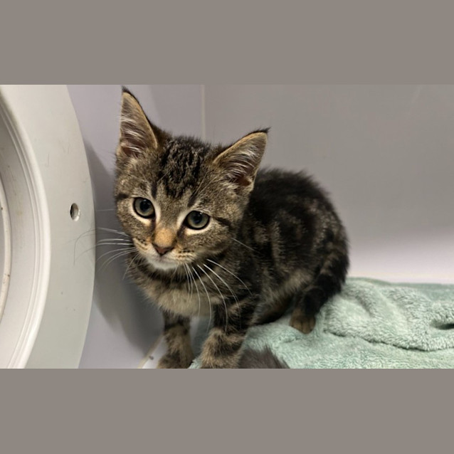 Photo of Pip