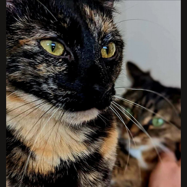 Photo of Imogen   Located In Westmeadows