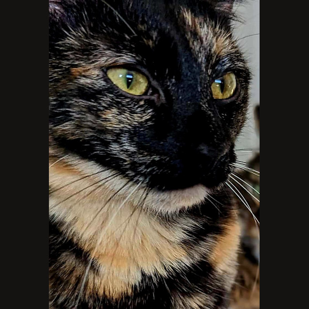 Photo of Imogen   Located In Westmeadows