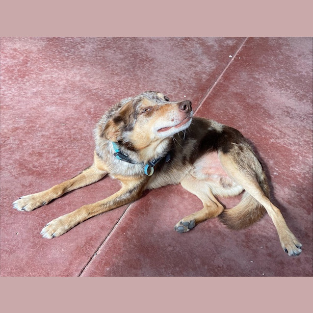 Photo of Fatty Jacques (Fostered In Perth)