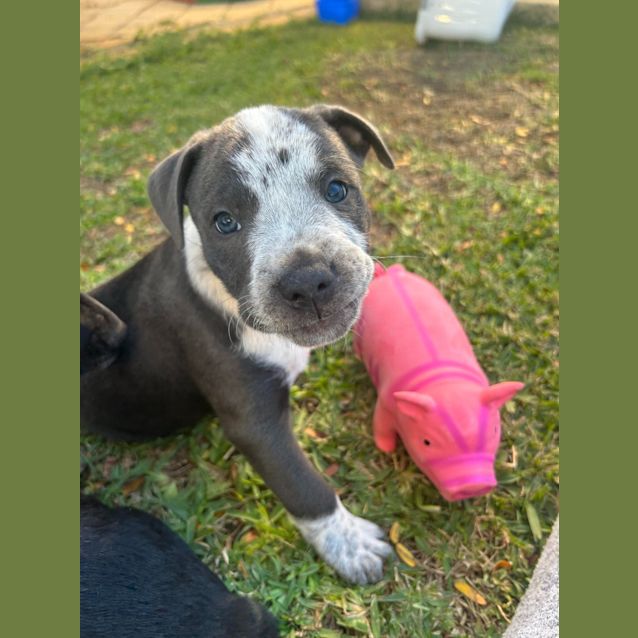 Photo of Archie (Green)