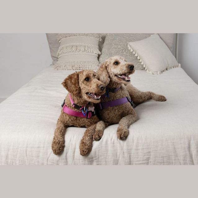 Photo of Venus & Juno   1 Year Old Labradoodle (Trial)