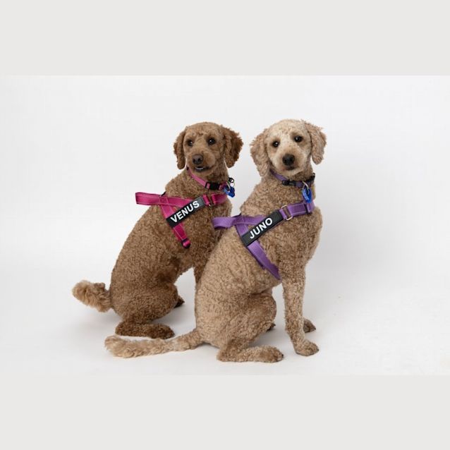 Photo of Venus & Juno   1 Year Old Labradoodle (Trial)