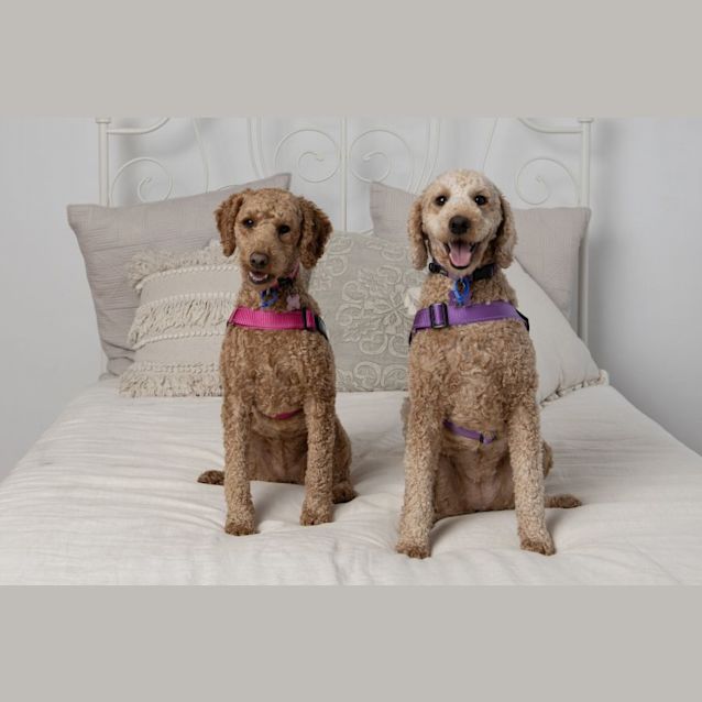Photo of Venus & Juno   1 Year Old Labradoodle (Trial)