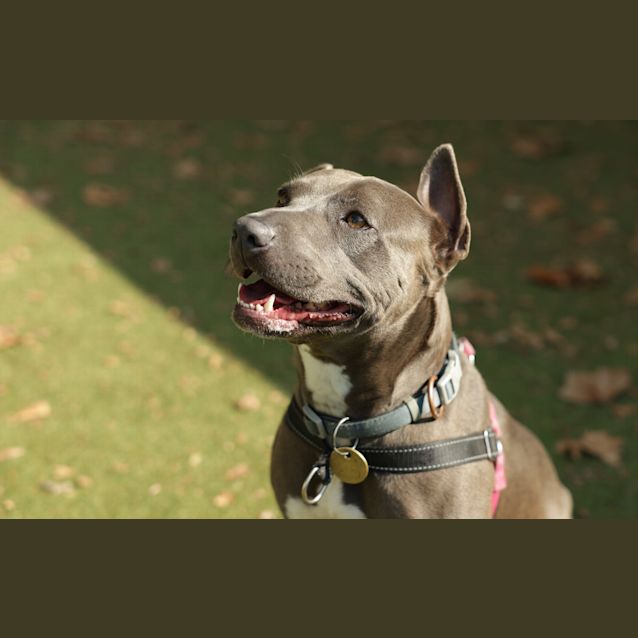 Photo of Ember