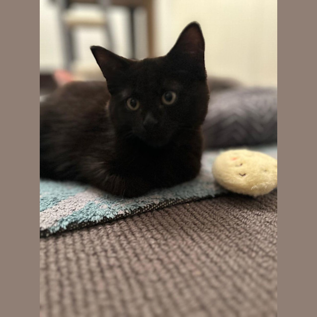 Photo of Shadow