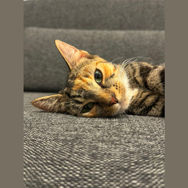 Photo of Ginny   Located In Northcote