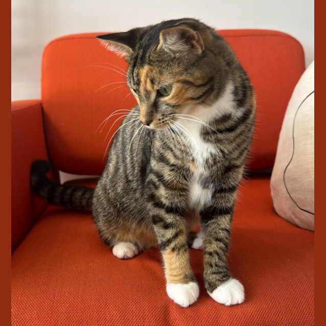 Photo of Ginny   Located In Northcote