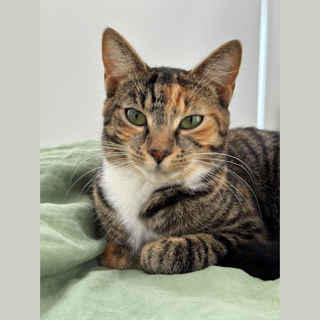 Photo of Ginny   Located In Northcote