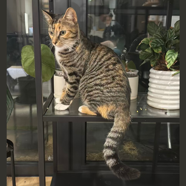 Photo of Ginny   Located In Northcote